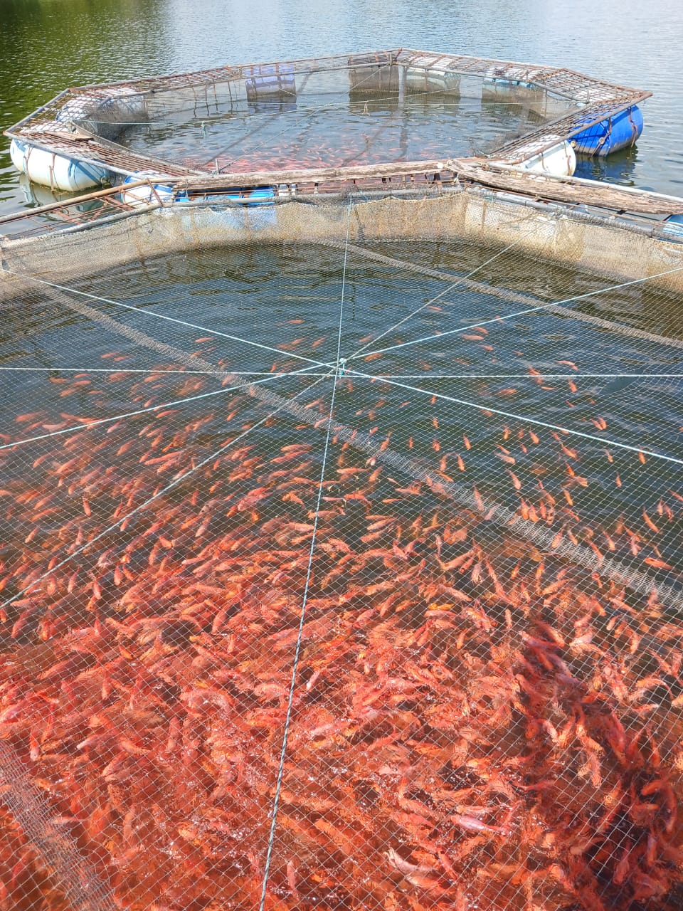 Tilapias Rojas en Jaulas Flotantes